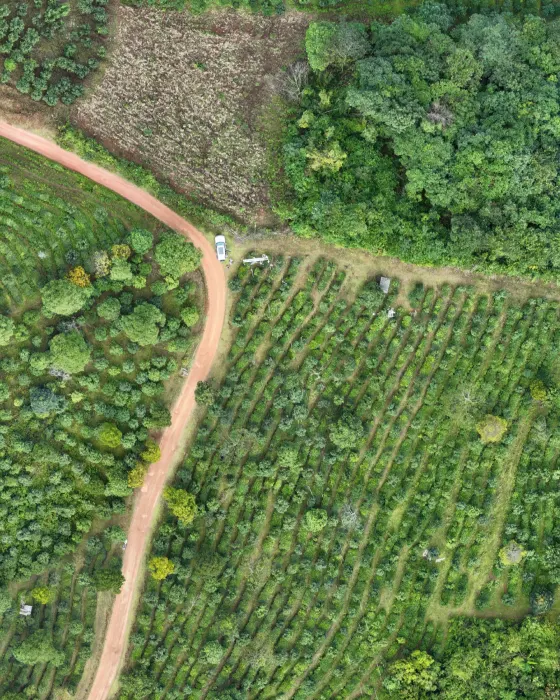 Forest Plantation Aerial View